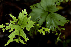 1670-eaten leaves